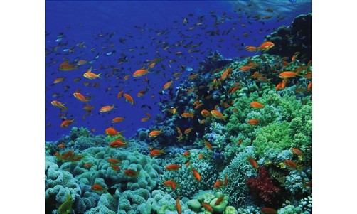 /sharmelsheikhexcursions/131-199-thickbox/snorkeling-boat-trips-and-excursions-to-ras-mohamed-from-sharm-el-sheikh.jpg