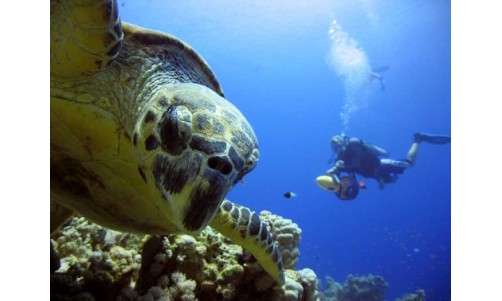 PADI Open Water Diver Course in Sharm el Sheikh 