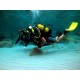 PADI Open Water Diver Course in Sharm el Sheikh 
