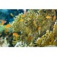 Red Sea wonders - Glass bottom boat 