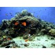 excursions to Ras mohamed national park by bus - tours from sharm el sheikh to Ras mohamed by car