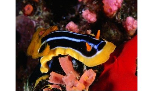 /sharmelsheikhexcursions/154-222-thickbox/private-trip-to-ras-mohamed-by-bus.jpg