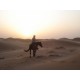 Horse Ride or Camel Ride In Sharm Desert
