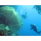  Scuba diving in red sea Sharm El Sheikh - Intro dive from shore (2 dives) 