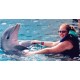 Swimming with dolphins in Egypt Sharm El Sheikh - Swimming with Dolphins in Sharm el Sheikh