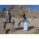 Camel Riding Safari Excursion from Sharm El Sheikh - Riding Camel Trip in Sinai desert Sharm El sheikh Egypt