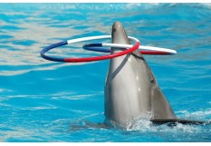 Dolphin Show 