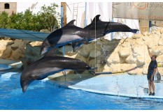 Dolphin Show in Sharm El Sheikh 