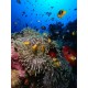 Sea Trip Ras Mohamed or Tiran Island 