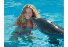 Swimming with dolphins in Egypt Sharm El Sheikh - Swimming with Dolphins in Sharm el Sheikh 