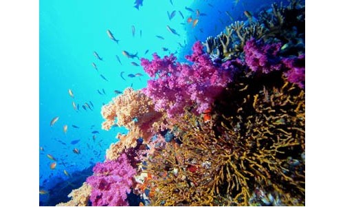 /sharmelsheikhexcursions/141-209-thickbox/boat-trips-and-excursions-to-ras-mohamed-from-sharm-el-sheikh.jpg